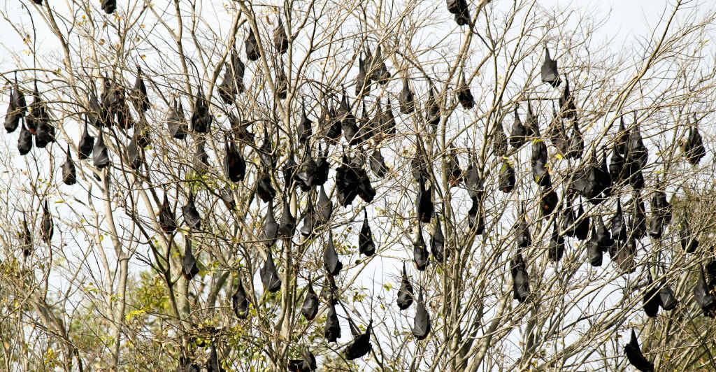 One of the colonies of flying foxes that were residing in Warwick trees earlier this year. One of the colonies of flying foxes that were residing in Warwick trees earlier this year.